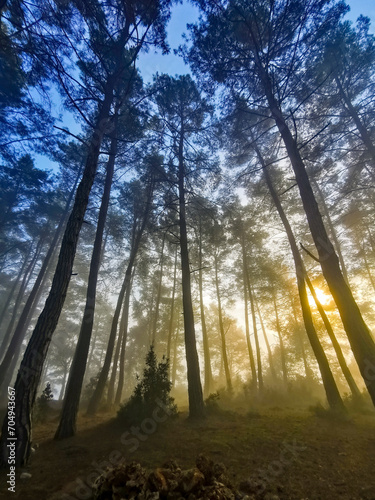 Forest in the morning in a fog in the sun  trees in a haze of light  glowing fog among the trees. Karacaoren Barrage  Bucak Burdur.