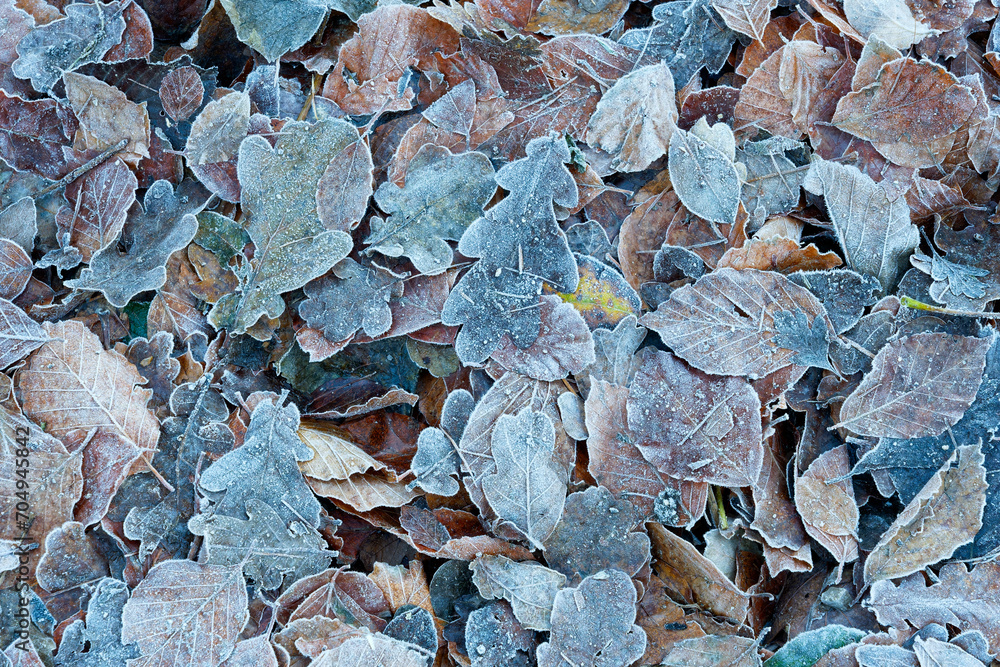 A carpet of a variety of frost covered autumn leaves on a woodland floor.