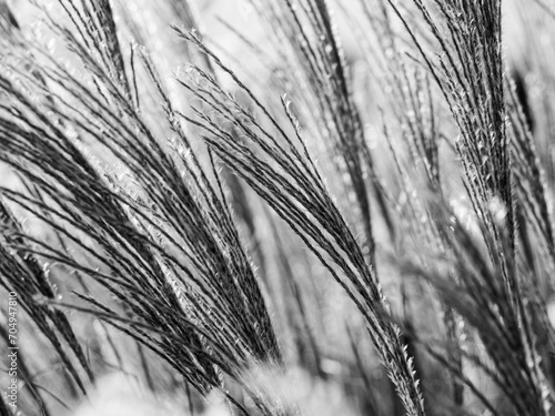 Grass
