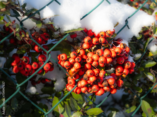 Pyracantha coccinear in winter