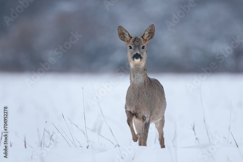 Tela Curious young roe deer buck standing with one leg raised in winter country, Capr