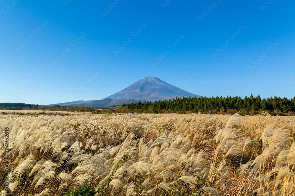 Fototapeta premium 秋のススキと富士山