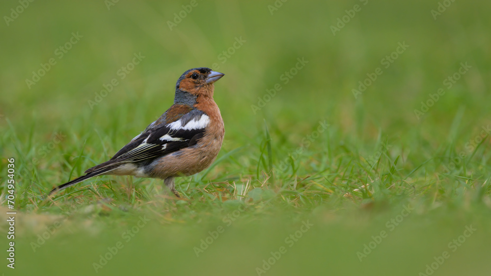 Buchfink (Fringilla coelebs) Buchfink (Fringilla coelebs)