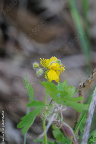 クサノオウ（縦）