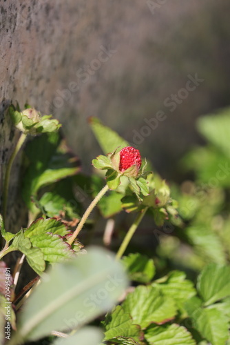 凛と咲くヤブヘビイチゴ