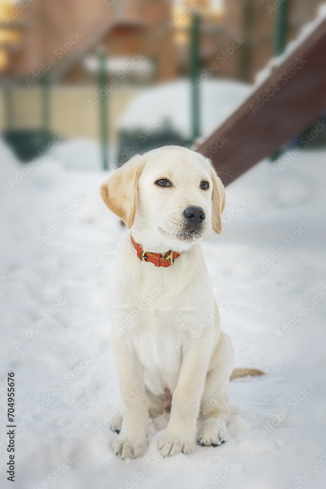 Young labrador observing winter grounds in the nature Young labrador observing winter grounds in the nature