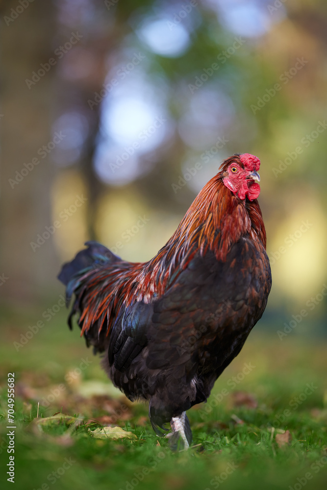 Red rooster isolated on blurred background free in garden
