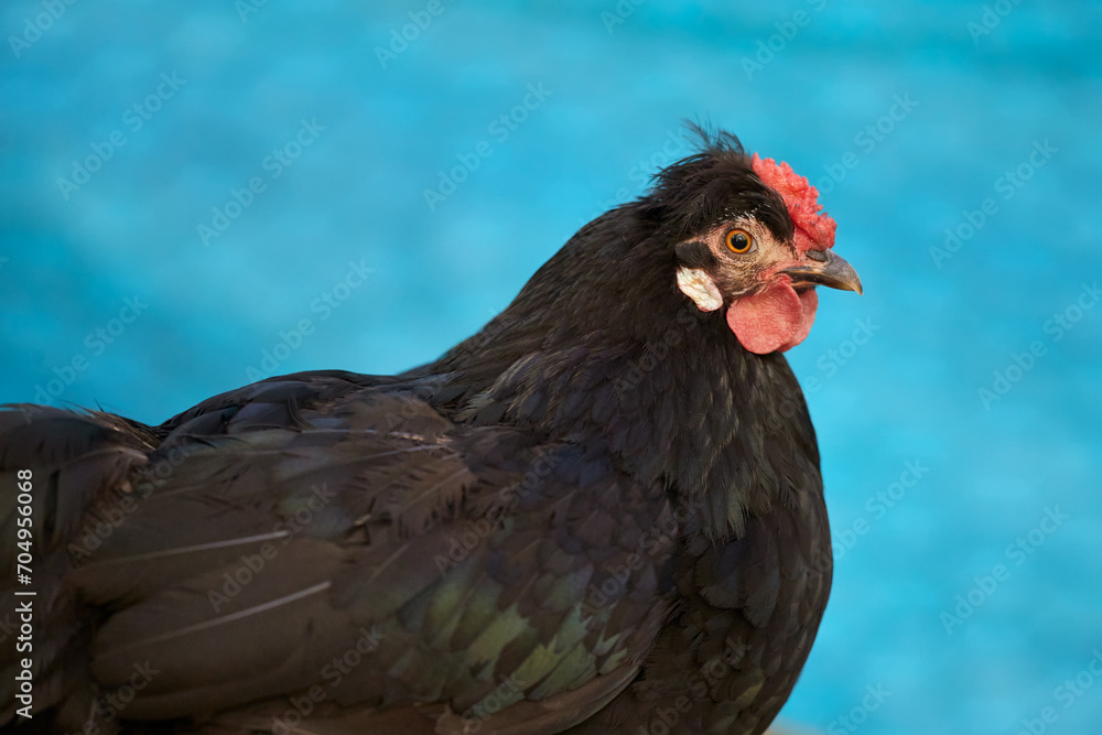 Close up of black chick isolated on blurred background Close up of black chick isolated on blurred background