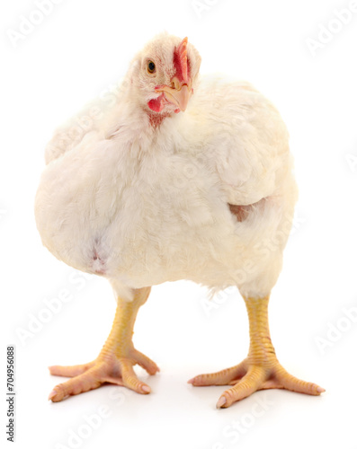 Wallpaper Mural white hen isolated. Torontodigital.ca