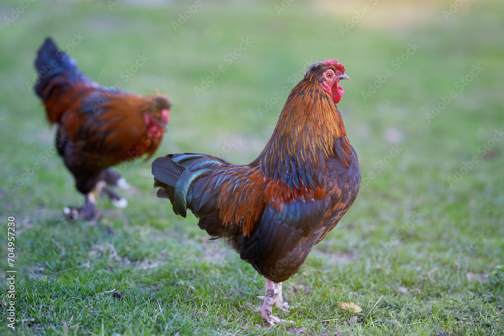 Two red roosters free in garden