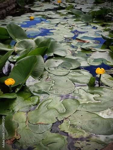 Lotus leaves in a pond
