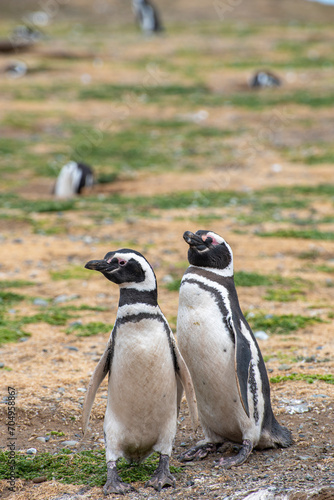 Penguin Reserve at Magdalena island in the Strait of Magellan. 