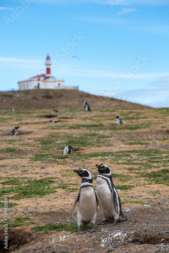 Penguin Reserve at Magdalena island in the Strait of Magellan. 