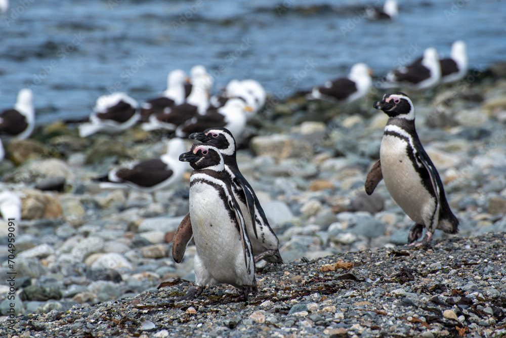 Fototapeta premium Penguin Reserve at Magdalena island in the Strait of Magellan.