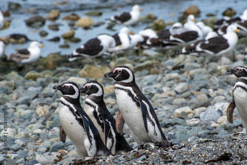 Fototapeta premium Penguin Reserve at Magdalena island in the Strait of Magellan.