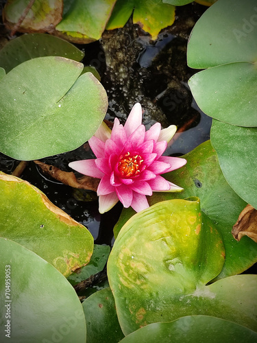 Pink lotus flower, water lily on the water surface. Floral background. aquatic plants