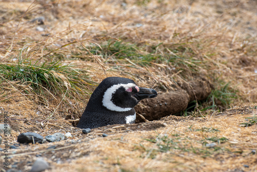 Obraz premium Penguin Reserve at Magdalena island in the Strait of Magellan. 