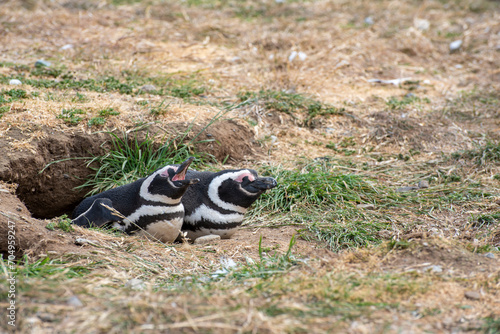 Penguin Reserve at Magdalena island in the Strait of Magellan. 