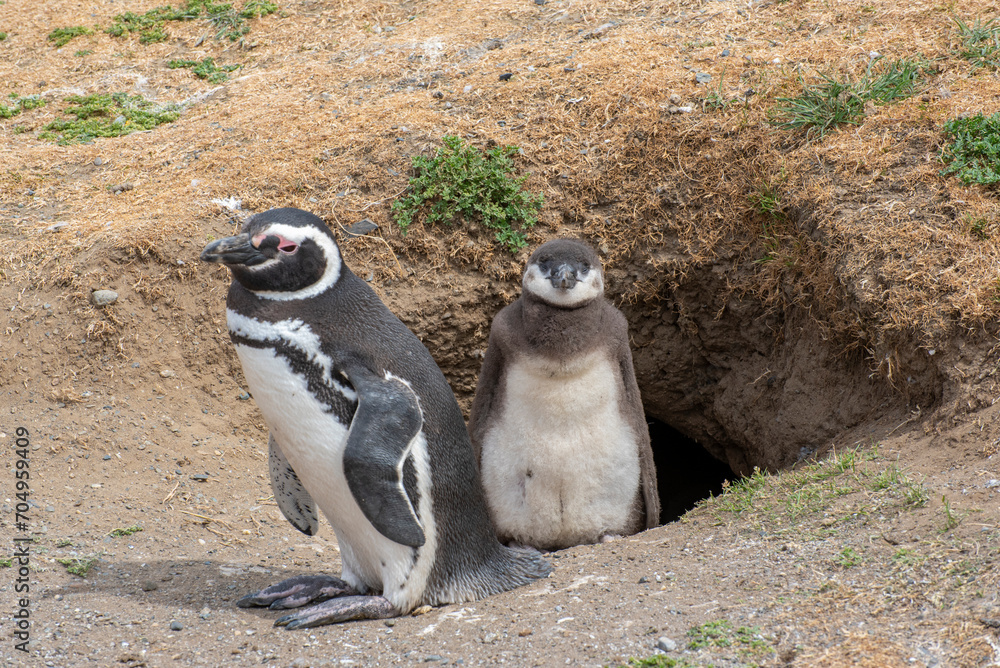 Fototapeta premium Penguin Reserve at Magdalena island in the Strait of Magellan. 