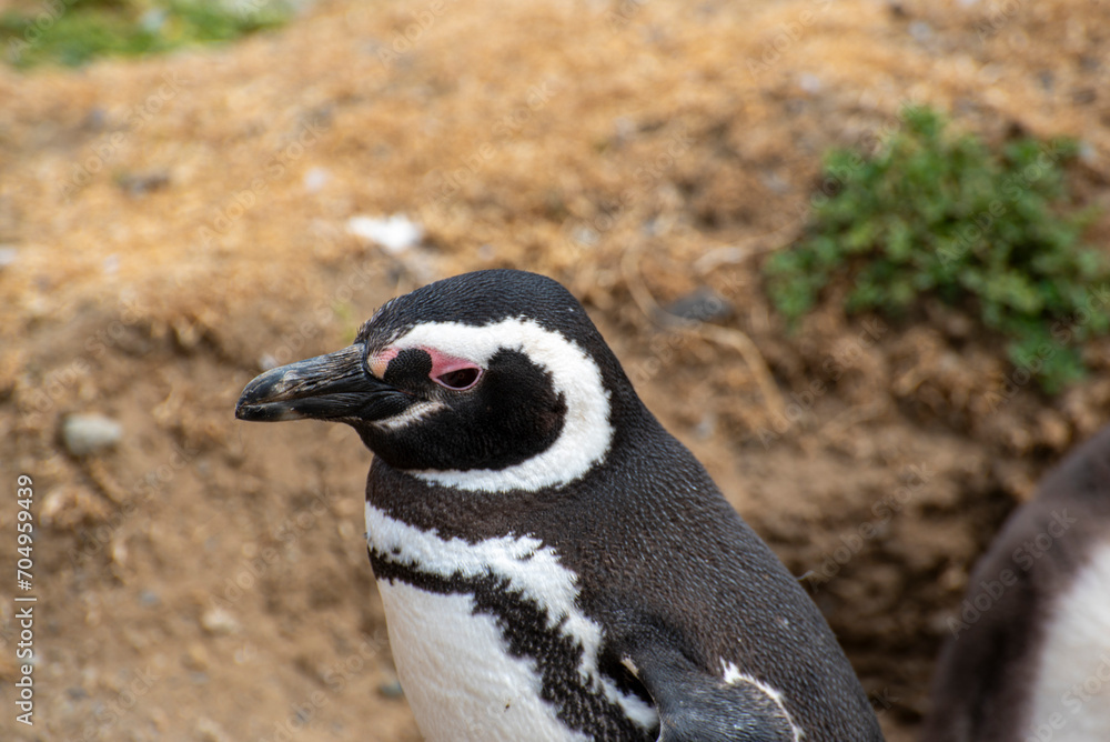 Fototapeta premium Penguin Reserve at Magdalena island in the Strait of Magellan. 