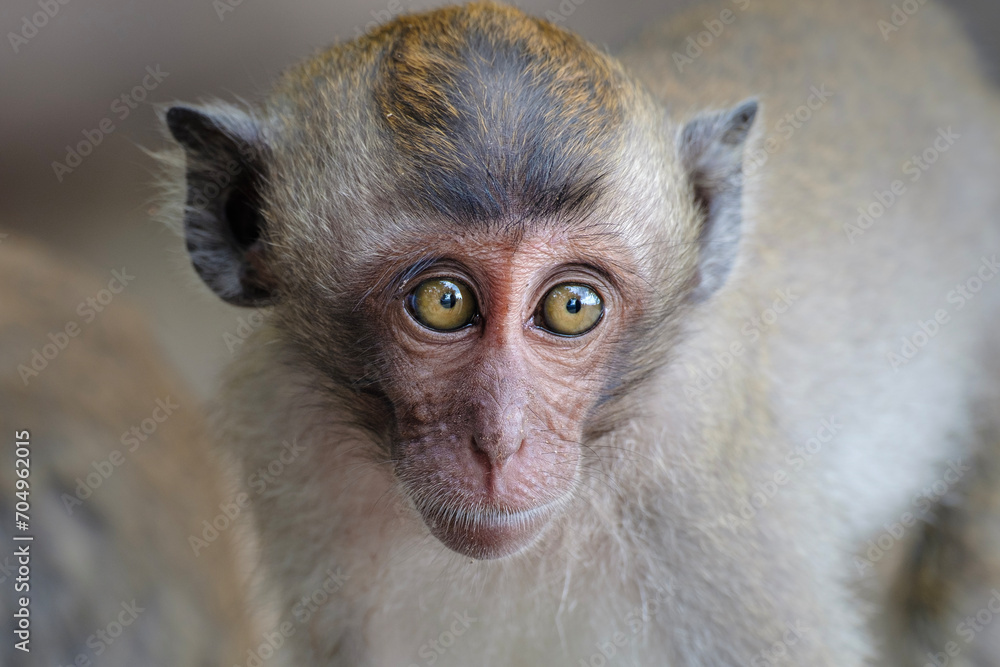 cute little monkey, young portrait of long-tailed macaque cute little monkey, young portrait of long-tailed macaque