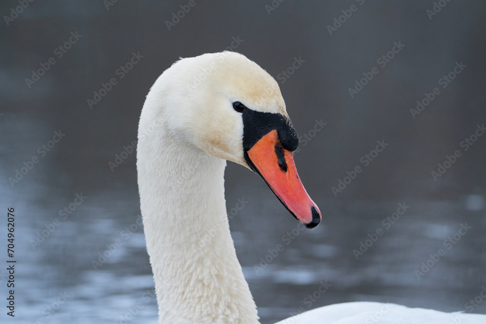Fototapeta premium Mute swan, portrait of a bird, Cygnus olor close up