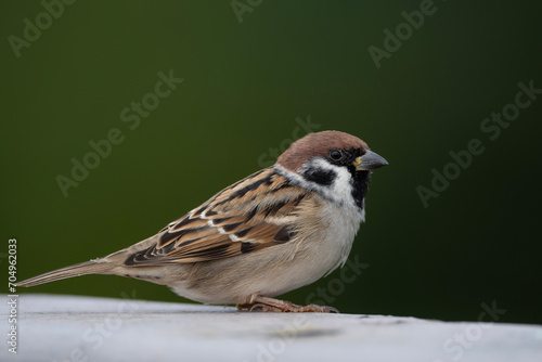 Eurasian tree sparrow, portrait of a bird © nexusby