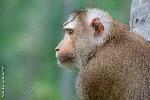 northern pig-tailed macaque, portrait of a monkey photo