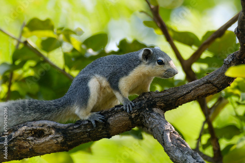 variable squirrel on a tree in Thailand, Callosciurus finlaysonii