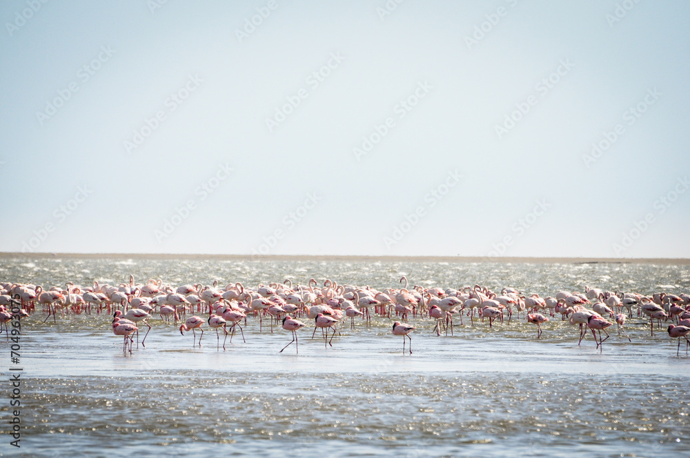 Large Flock of pink Flamingos standing in Walvis Bay, Namibia