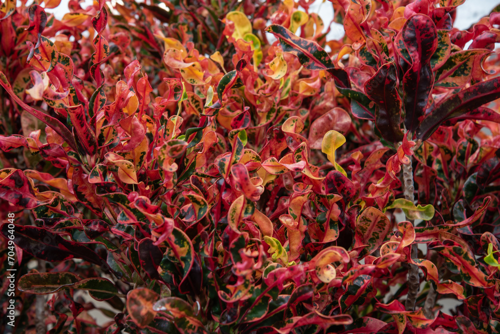 Naklejka premium 密集するカラフルなクロトンの葉