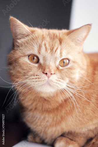 Wallpaper Mural a beautiful adult ginger cat with bright amber eyes. close-up portrait of an adult cat with amber eyes. beautiful purebred cat close up Torontodigital.ca