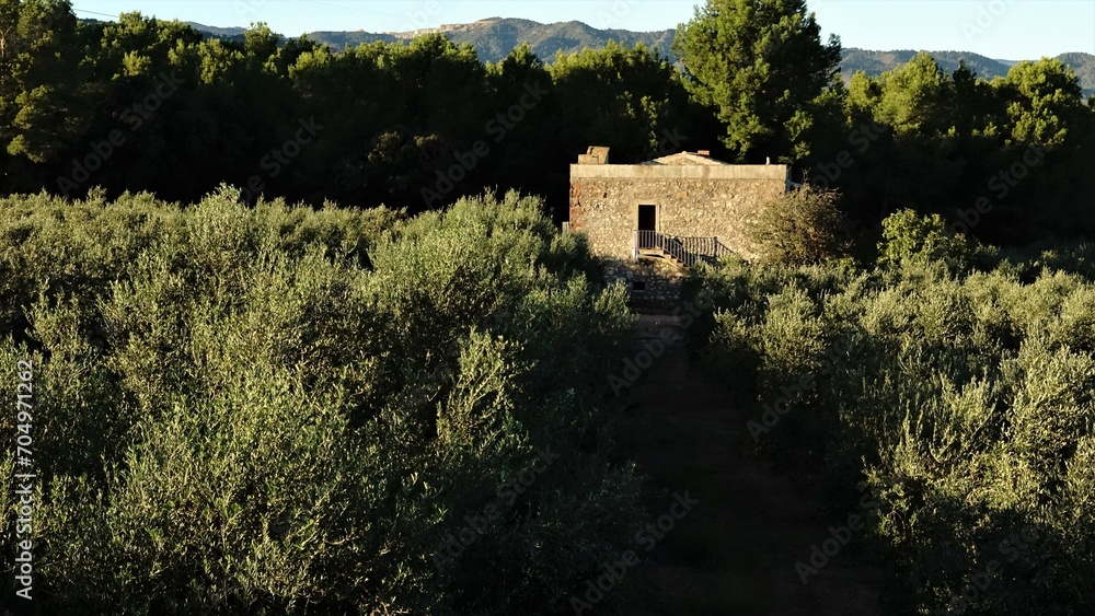 rural house among fields of olive trees