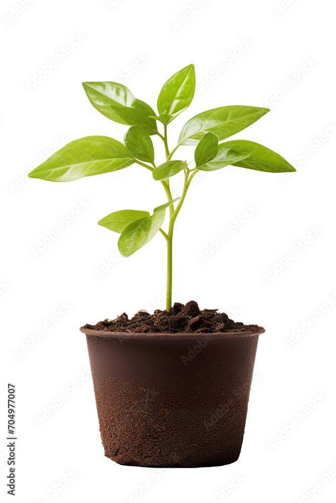 a pot young plant growing from soil isolated on a white background PNG a pot young plant growing from soil isolated on a white background PNG
