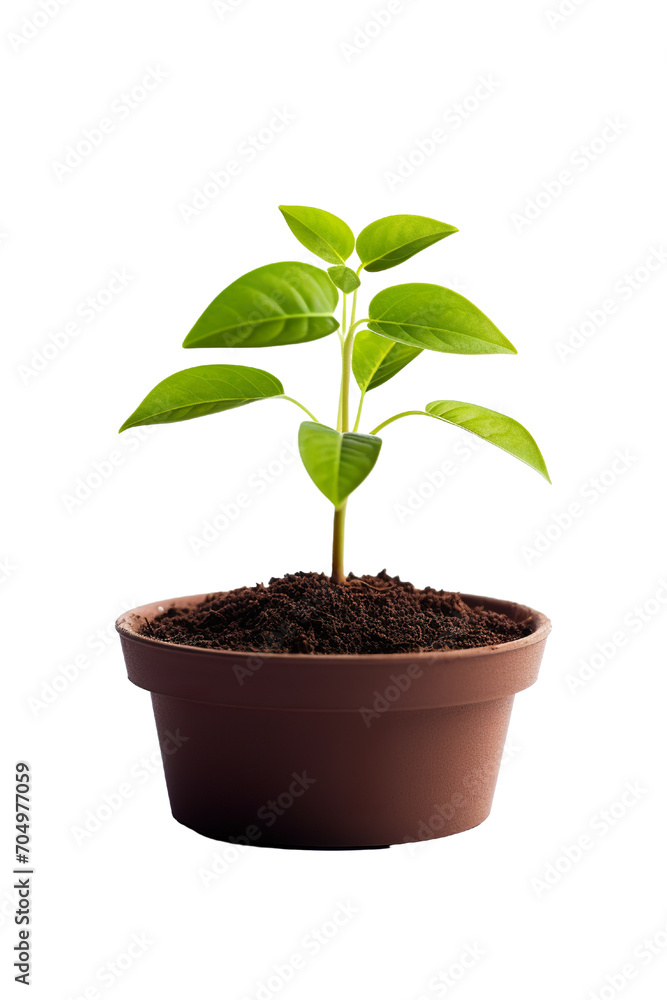 a pot young plant growing from soil isolated on a white background PNG a pot young plant growing from soil isolated on a white background PNG