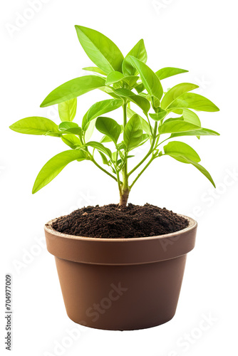a pot young plant growing from soil isolated on a white background PNG