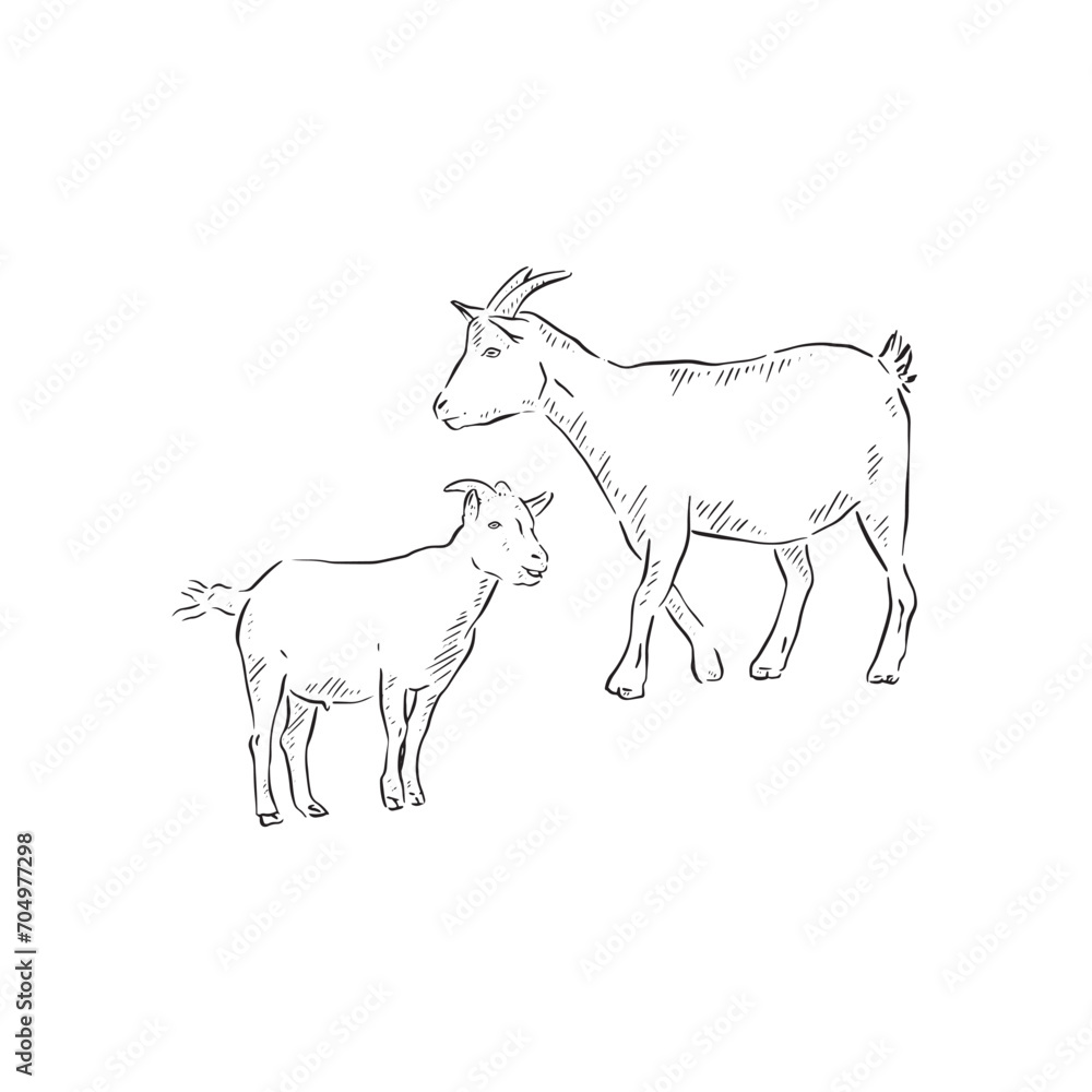 A line drawn illustration of a baby goat (kid) and adult goat. Each animal is an individual eps and can be used separately. Vectorised for a range of uses in a sketchy style. A line drawn illustration of a baby goat (kid) and adult goat. Each animal is an individual eps and can be used separately. Vectorised for a range of uses in a sketchy style.
