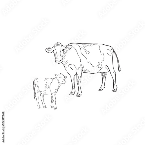 A line drawn illustration of a cow and calf. Each animal is an individual eps and can be used separately. Vectorised for a range of uses in a sketchy style.