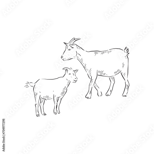 A line drawn illustration of a baby goat (kid) and adult goat. Each animal is an individual eps and can be used separately. Vectorised for a range of uses in a sketchy style.