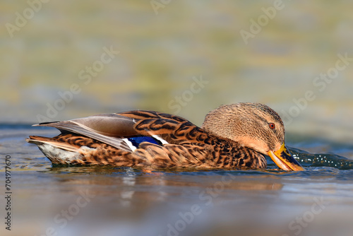 Female Mallard duck on the water - Anas platyrhynchos