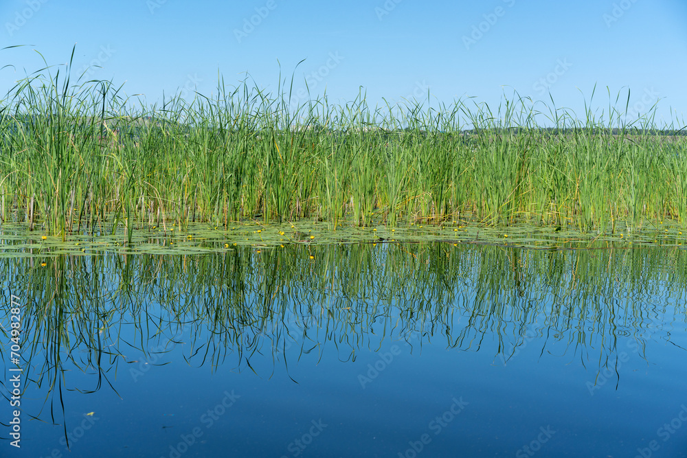 Different images of reeds on the river. Different images of reeds on the river.