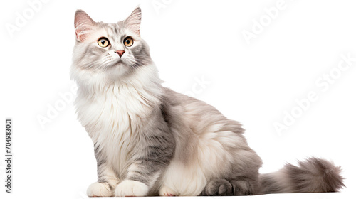 American Curl cat isolated on a transparent background