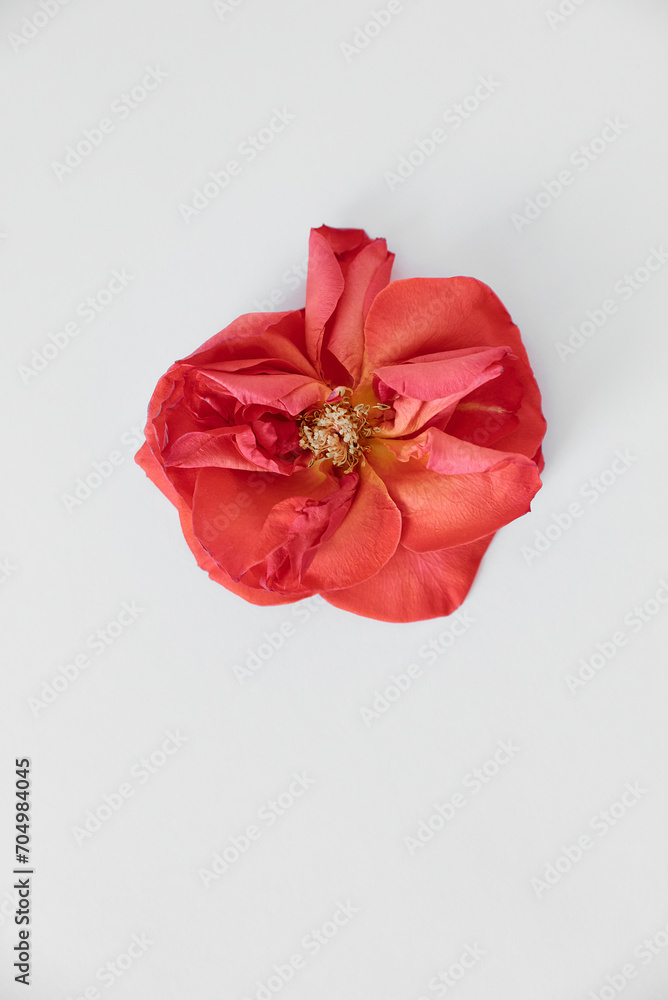 a large open rosebud of a pink rose lies on a pure white background, top view a large open rosebud of a pink rose lies on a pure white background, top view
