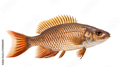 Apteronotidae fish isolated on a transparent background photo