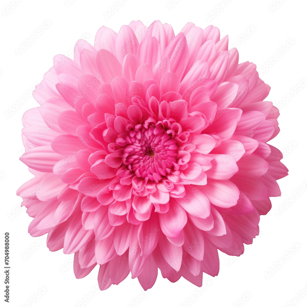 Top view of pink gerber flower isolated on a cutout PNG transparent background
