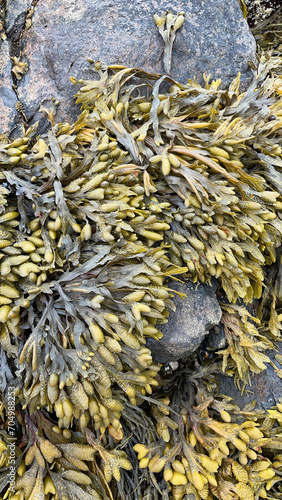 Different types of seaweed on rocks