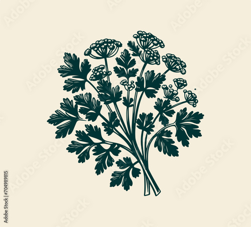 coriander leaf hand drawn vector  photo