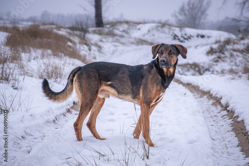 Fototapeta Naklejka Na Ścianę i Meble -  Zimowy pies