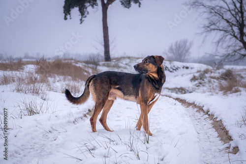 Fototapeta Naklejka Na Ścianę i Meble -  Zimowy pies