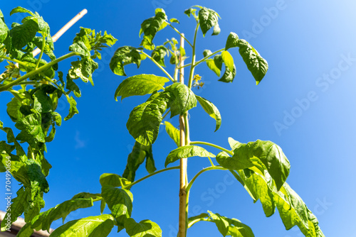 Tomato plants with blue sunny sky in spring 